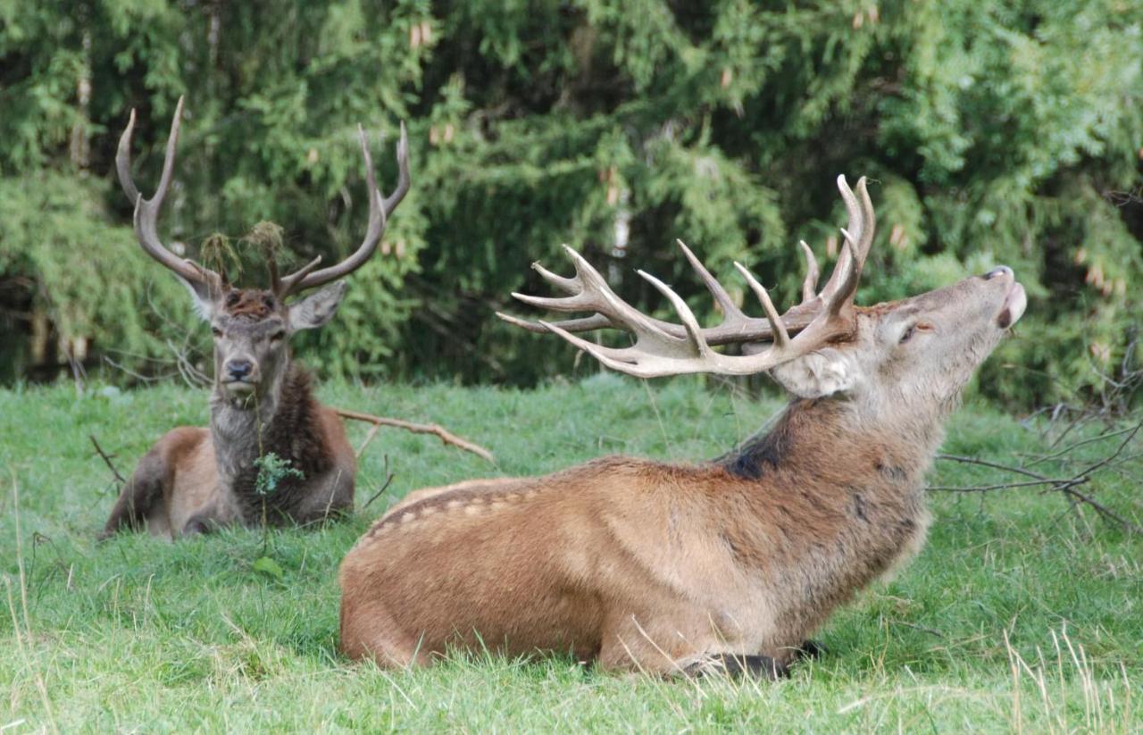 Camping f Selbstversorger Gut Jägerhof Semriach Eksteriør billede
